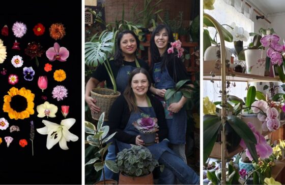 Exalumnas UC publican libro que une ciencia y cuidado de plantas de interior